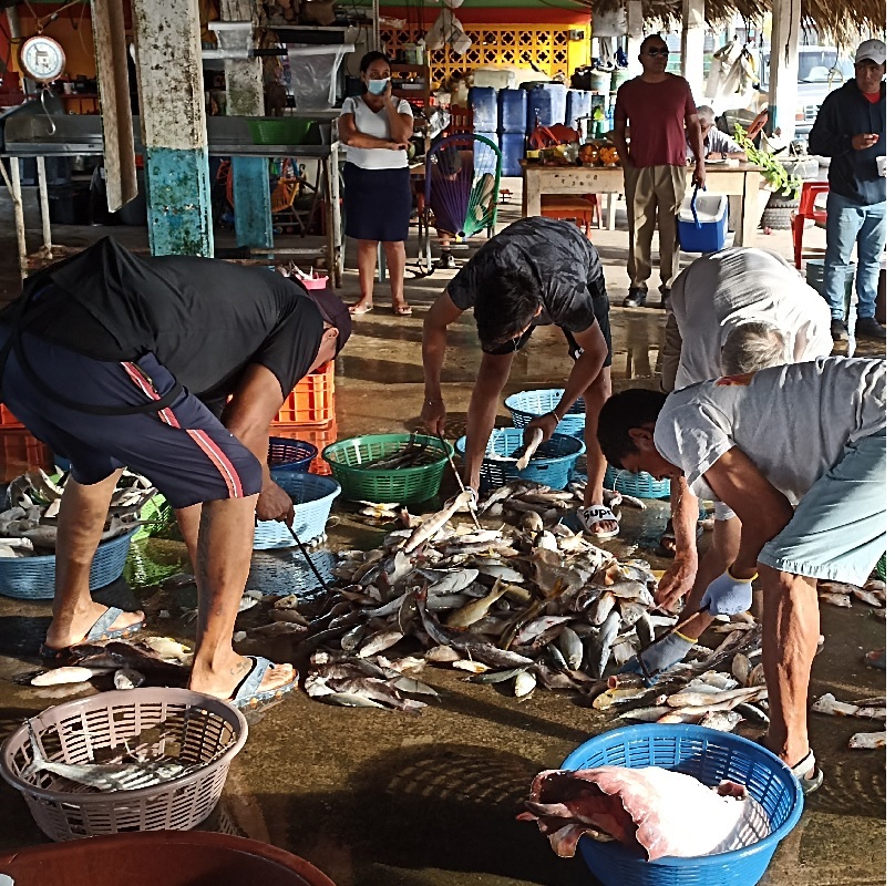 Imagen: Clasificación y venta de pescado en Puerto Madero, Chiapas. Foto de  Giovanny Castillo Figueroa