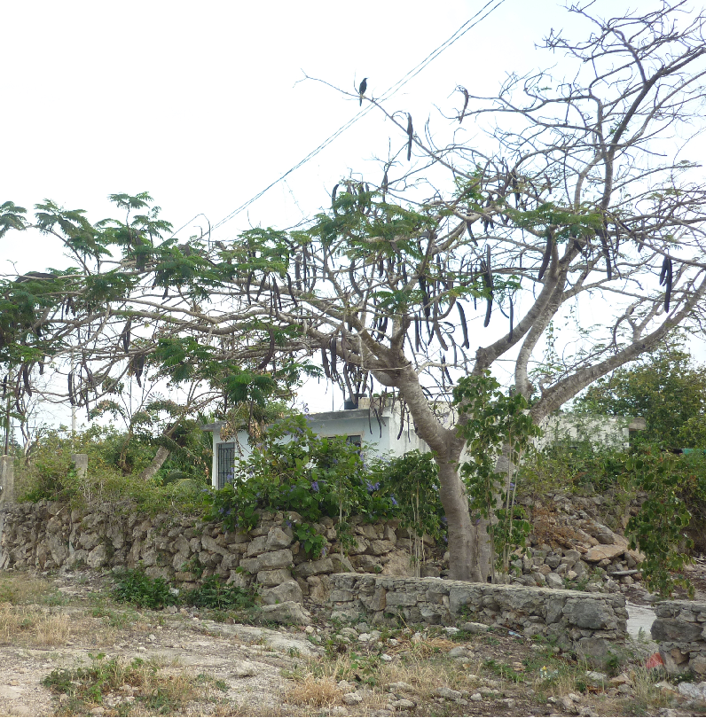 Imagen: foto de Eyder Sima Lozano. Casa de migrantes mayas en la ciudad de Mérida.